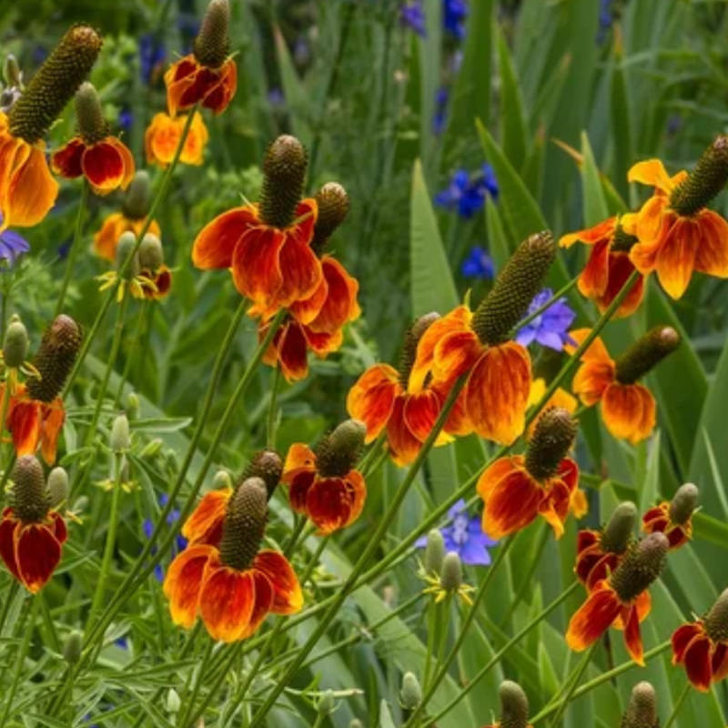 Mexican Hat