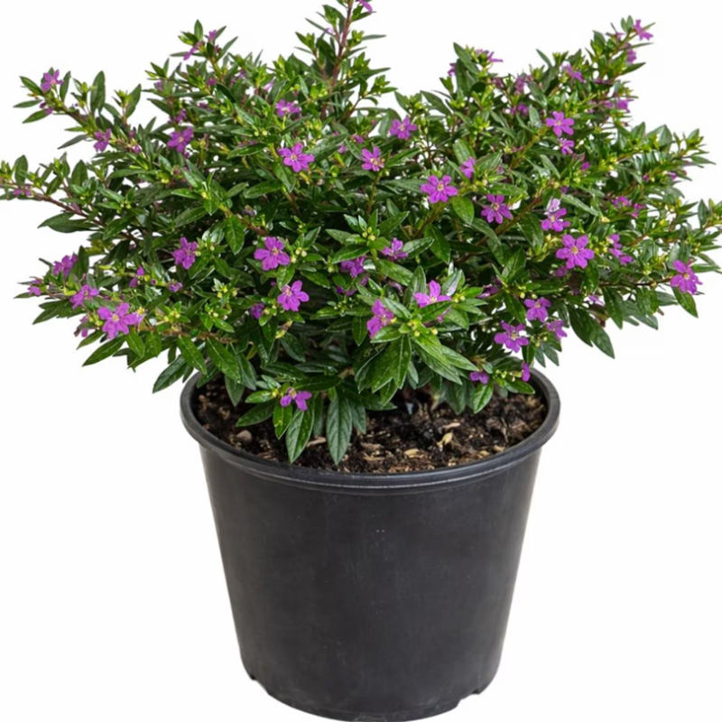 Mexican Heather