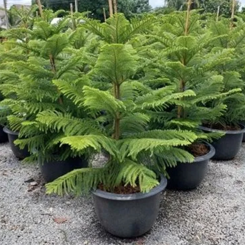 Norfolk Island Pine