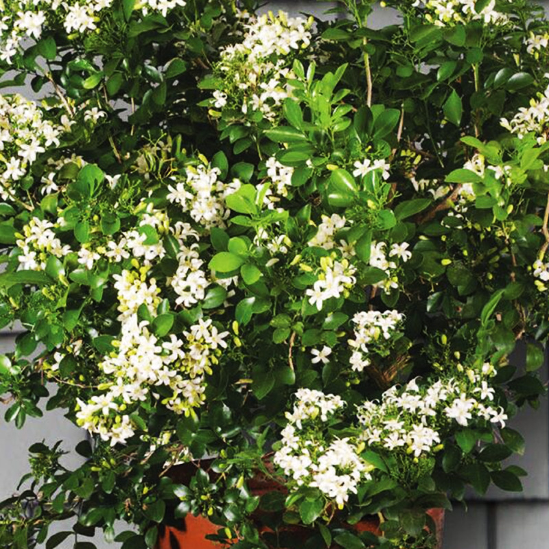 Orange Jasmine 'Mukda'
