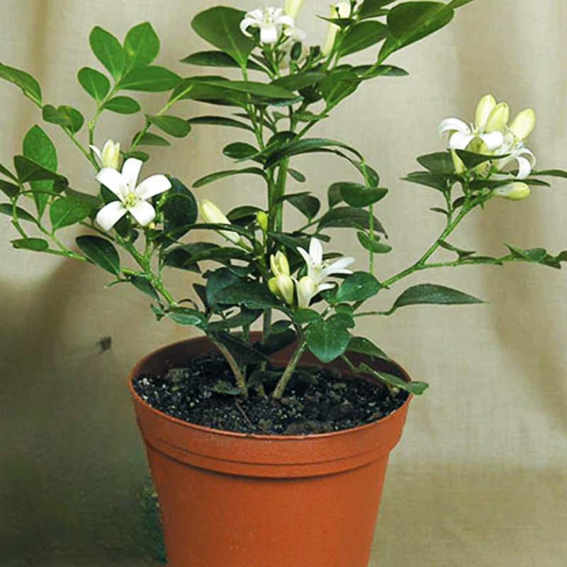Orange Jasmine