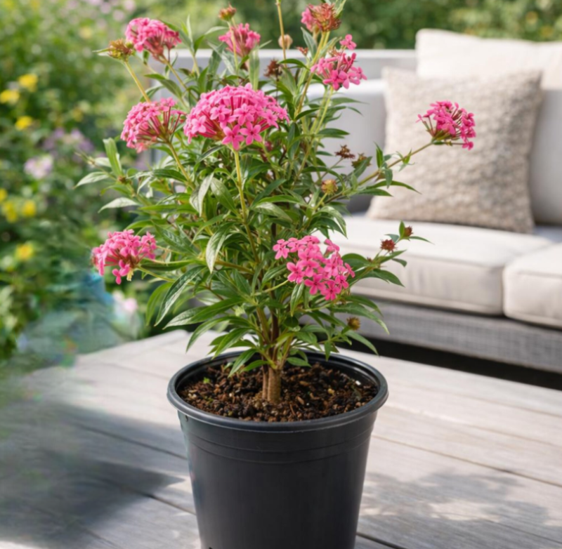 Panama Rose