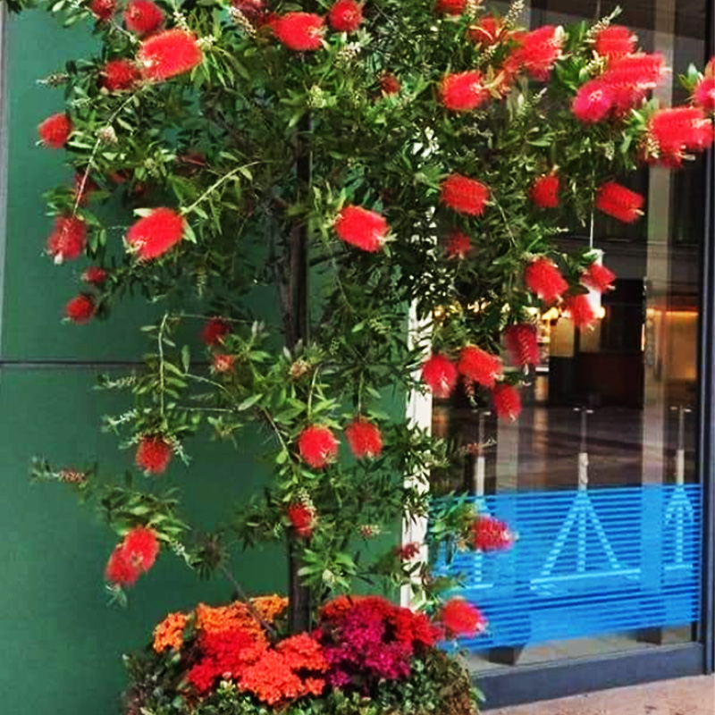 Pink Bottle  Brush