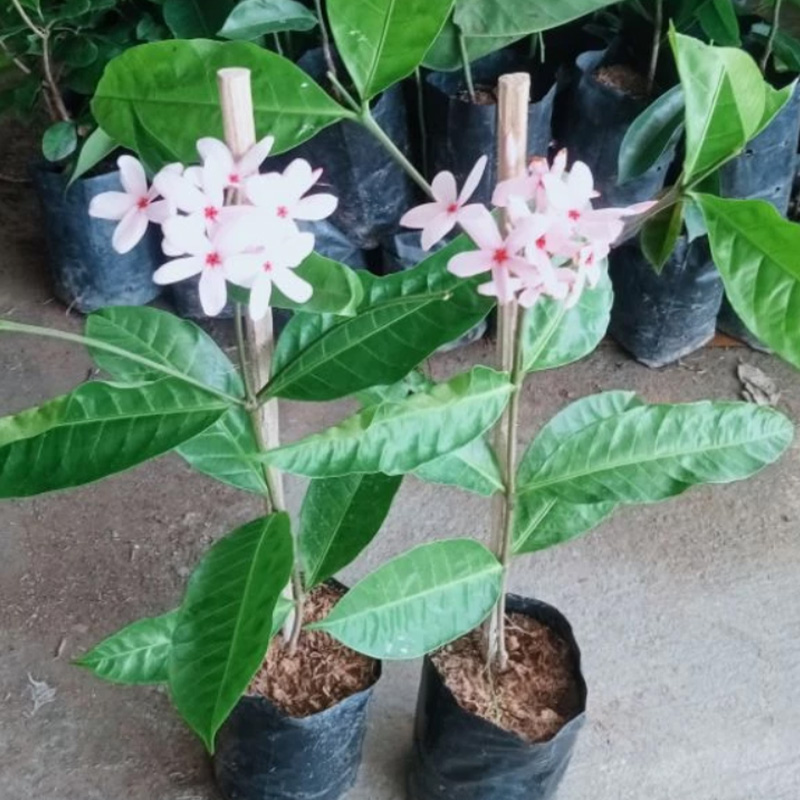 Pink Cluster Jasmine