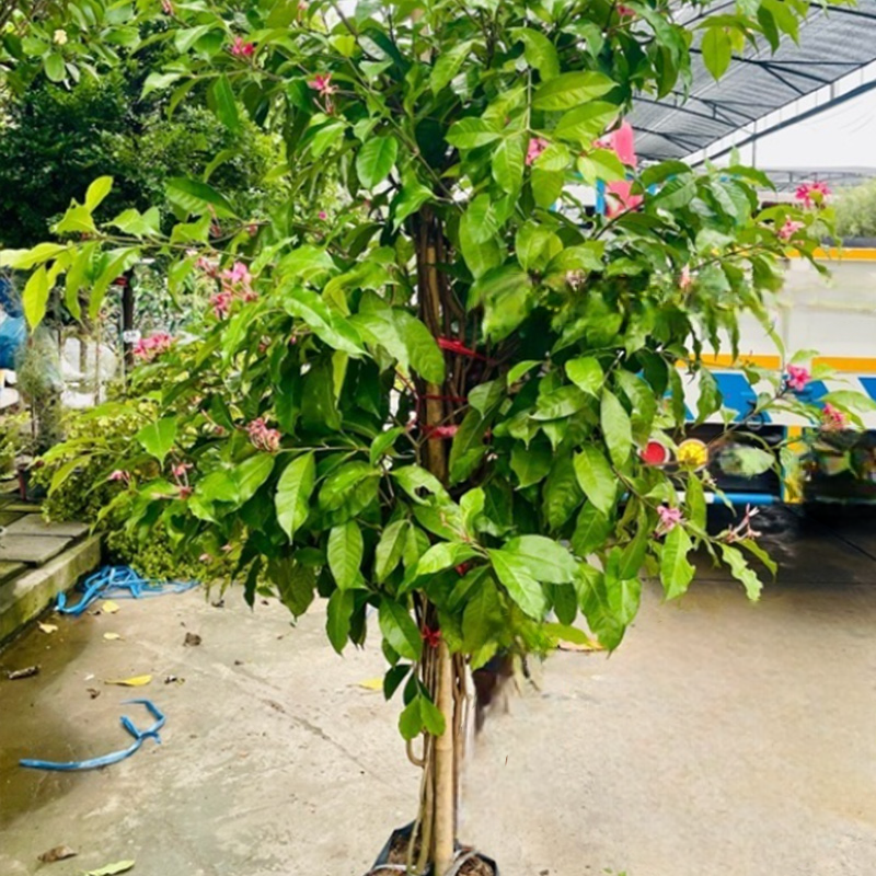 Pink Diamond Gardenia