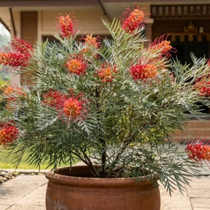 Pink Muffin Grevillea