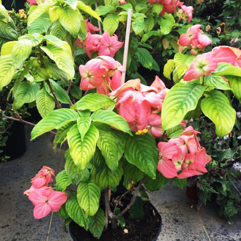 Pink Mussaenda