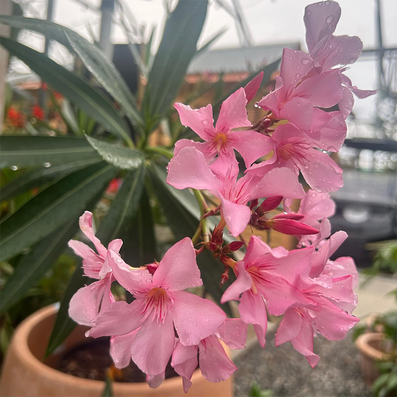 Pink oleander
