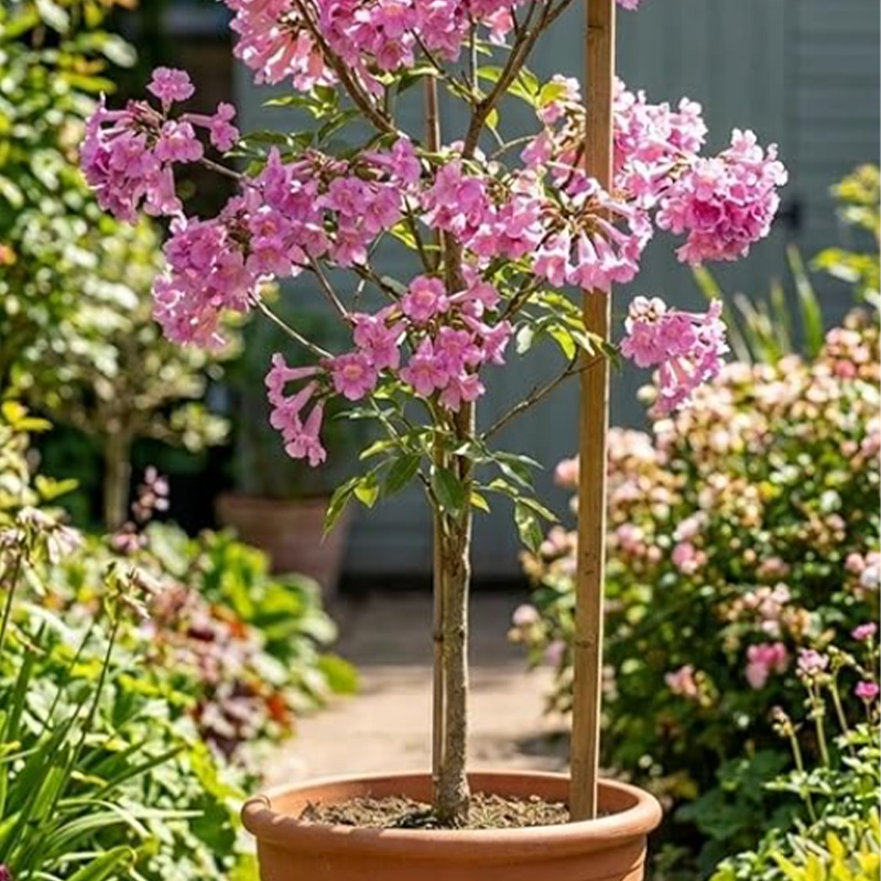 Pink Trumpet Tree