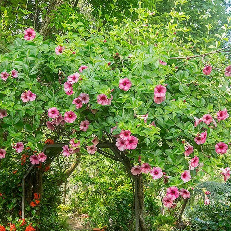 Purple Allamanda