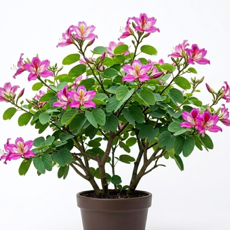 Purple Bauhinia