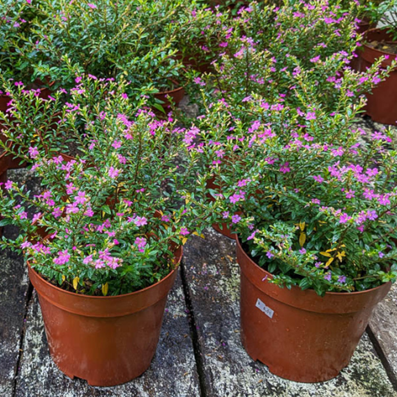 Purple False Heather
