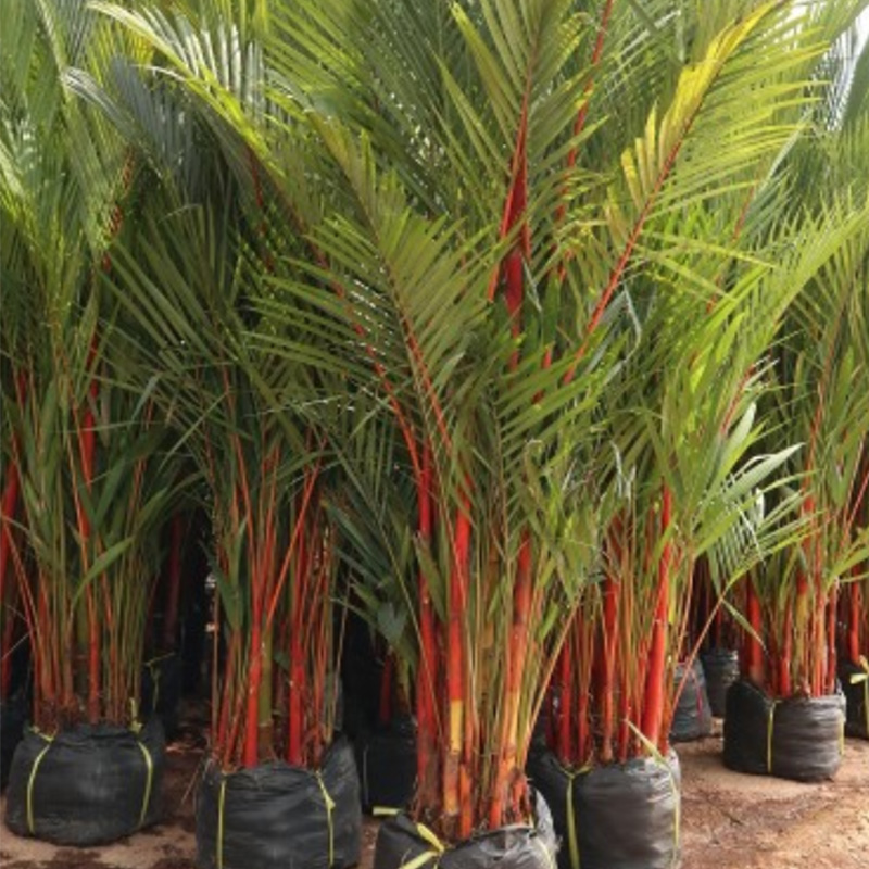 Red Betel Palm