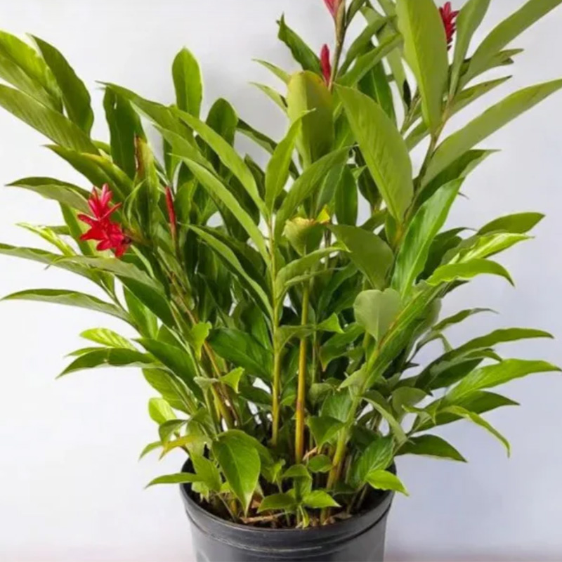 Red Ginger