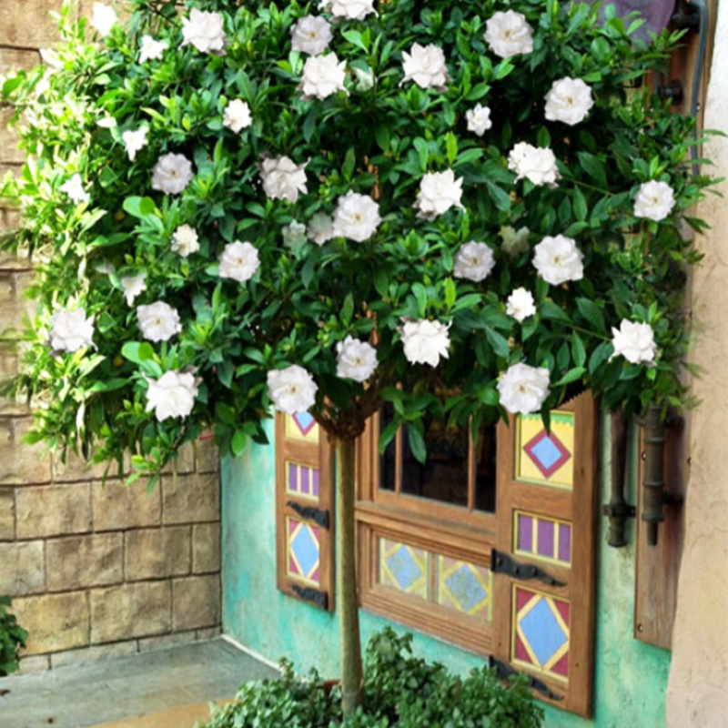 Rose Gardenia