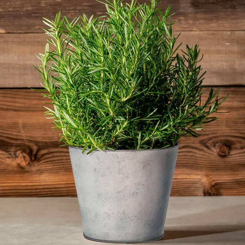 Rosemary