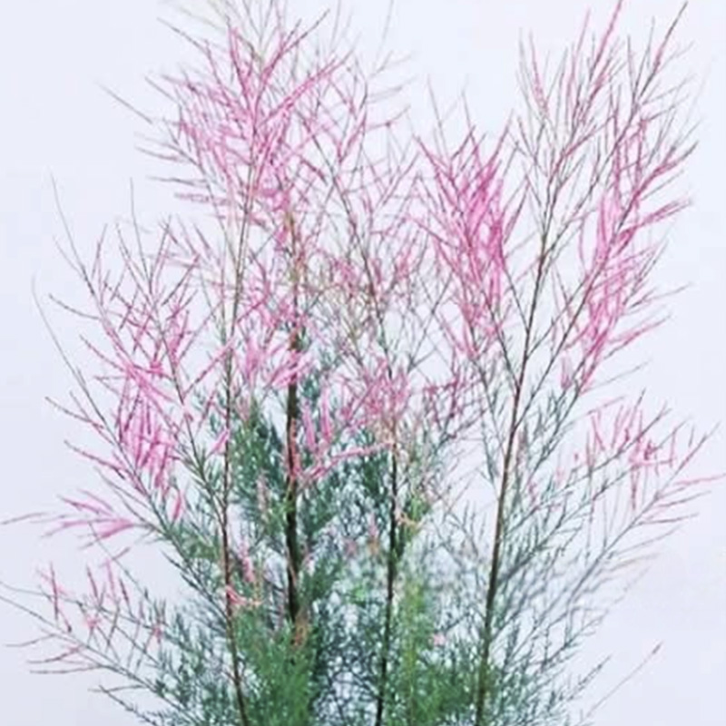 Summer Tamarix