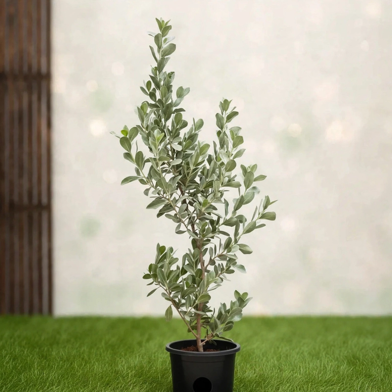 Silver Buttonwood