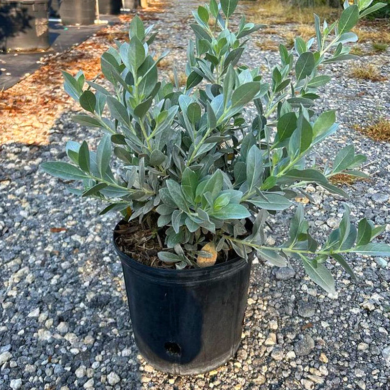 Silver Buttonwood