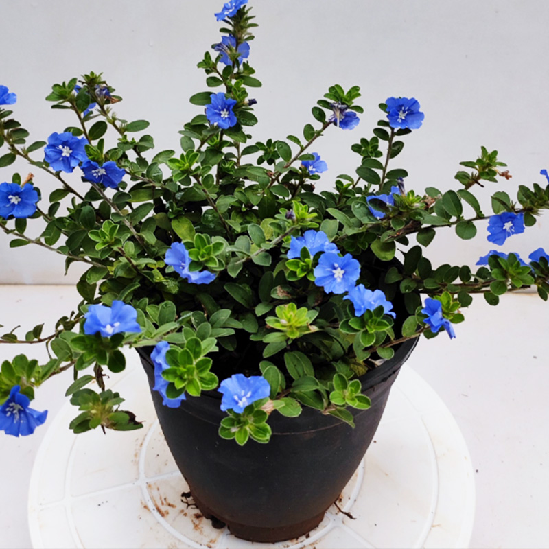 Slender Dwarf Morning Glory
