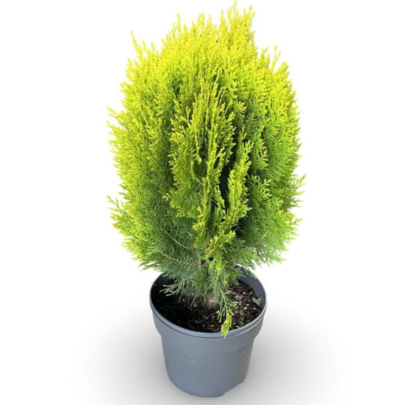 Small Bomb Pine