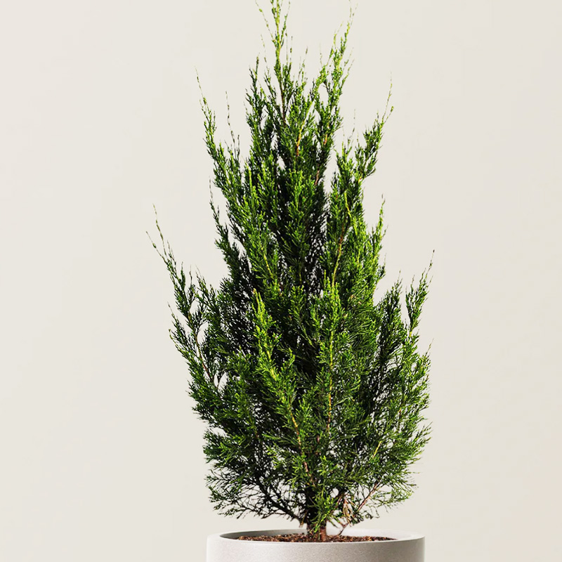 Spartan Pine