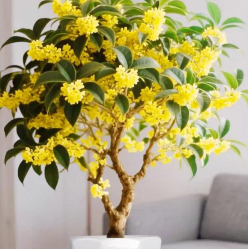 Sweet osmanthus