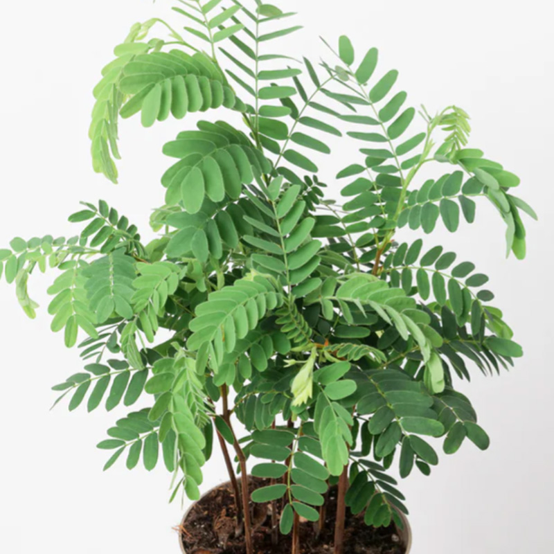 Tamarind leaf fern