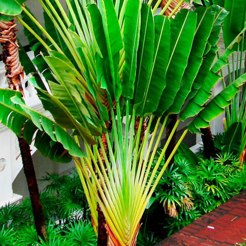 Travellers Palm