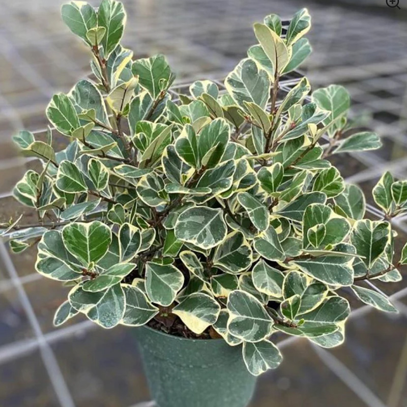 Triangle Fig
