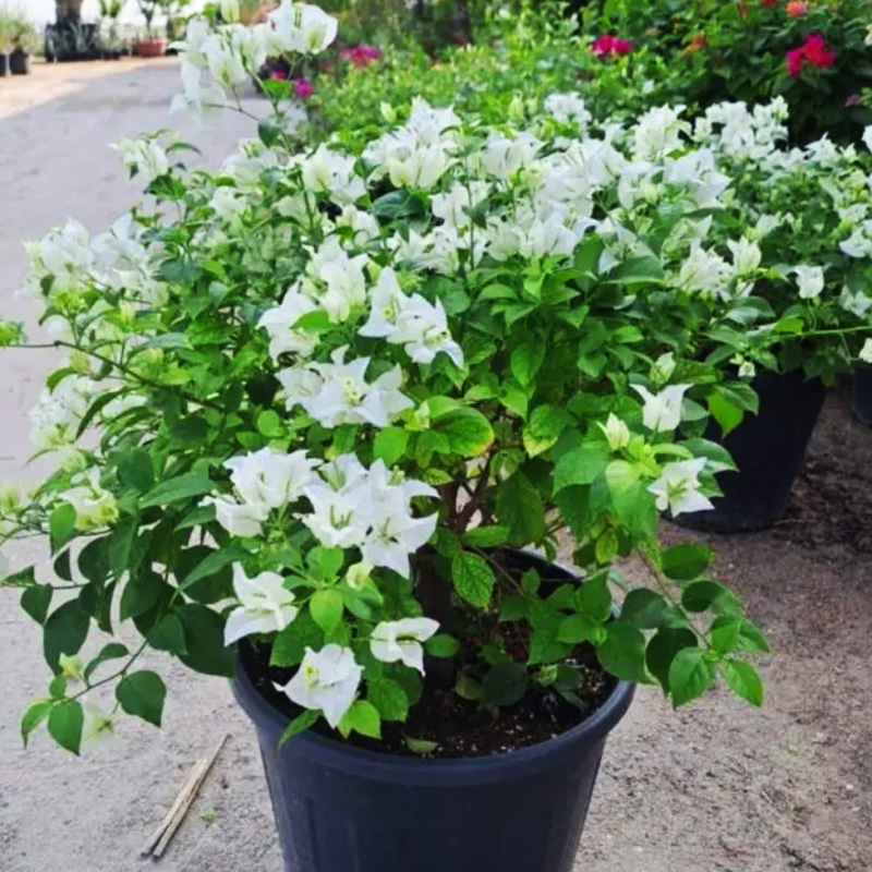White bougainvillea