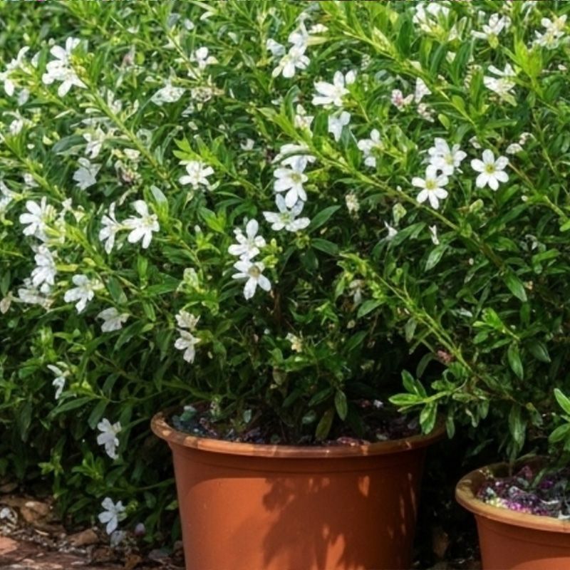White False Heather