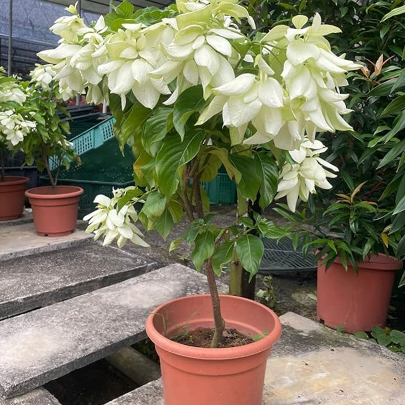 White Mussaenda