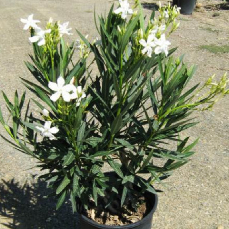White oleander