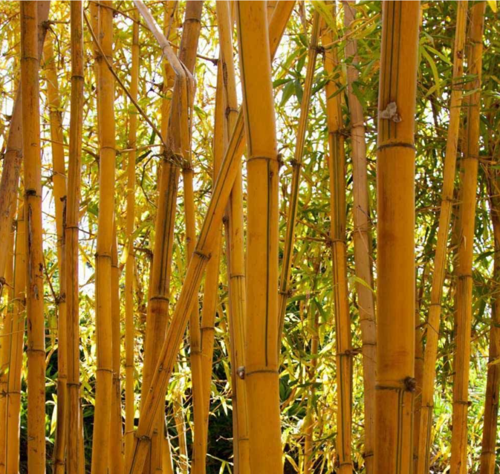 Yellow Bamboo (Single Cane)