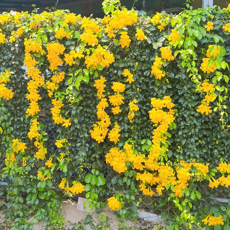 Yellow Chatchawan
