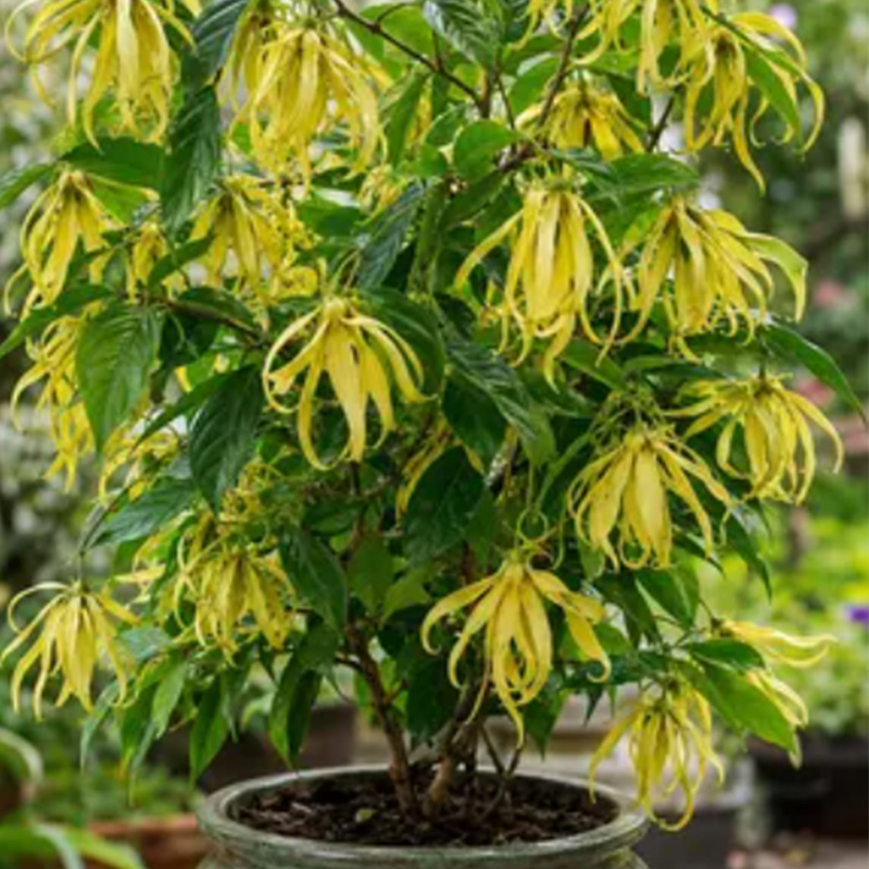 Ylang Ylang