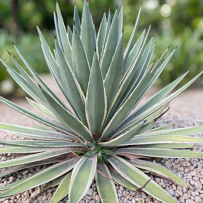 Caribbean Agave
