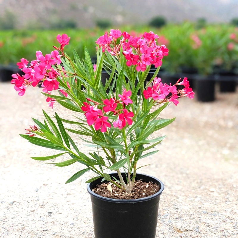 Dwarf Red Oleander