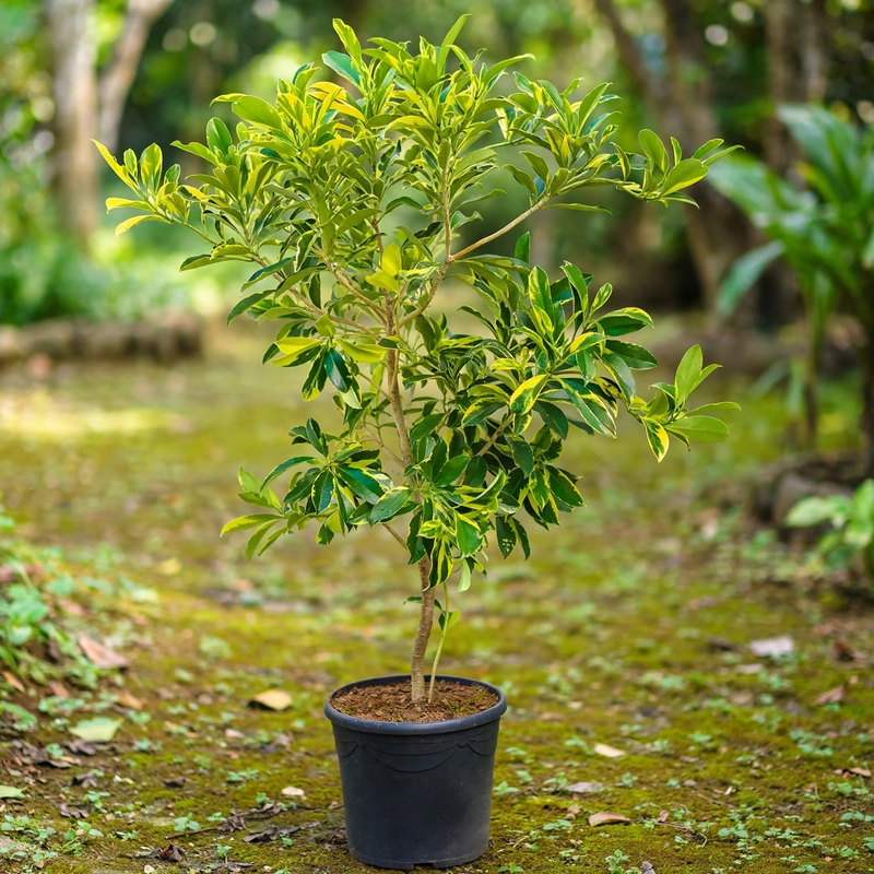 Fagraea Ceilanica (variegated)