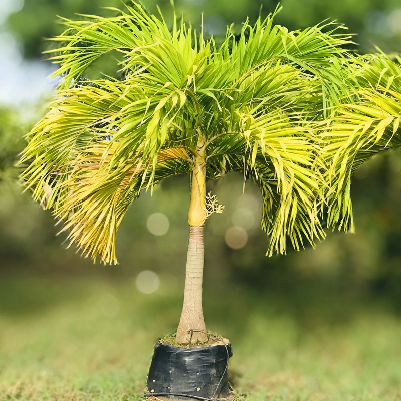 Golden Christmas Palm