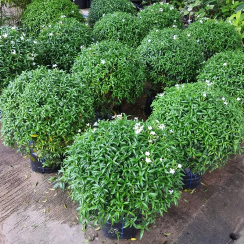 Green Supachok Gardenia