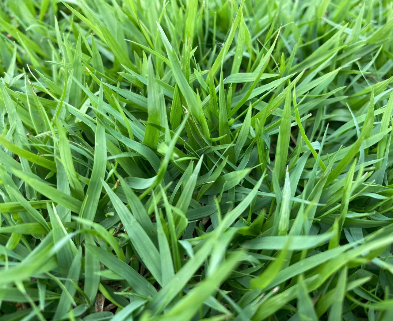 Japanese Grass