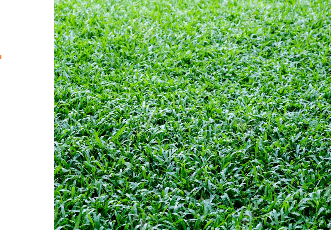 Malaysian Grass