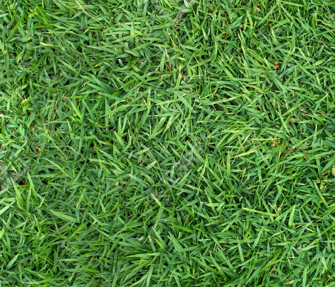Bermuda Grass