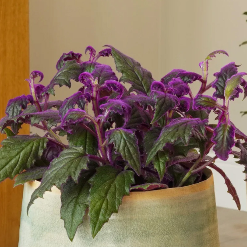 Purple Velvet