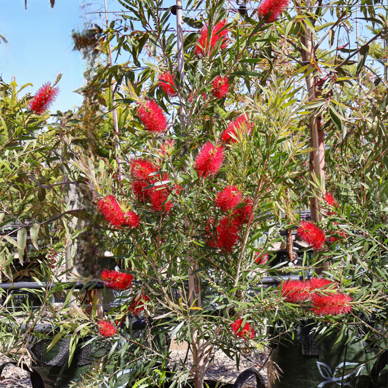 Red Bottlebrush