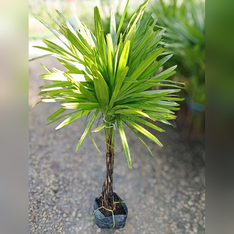 Slender Lady Palm