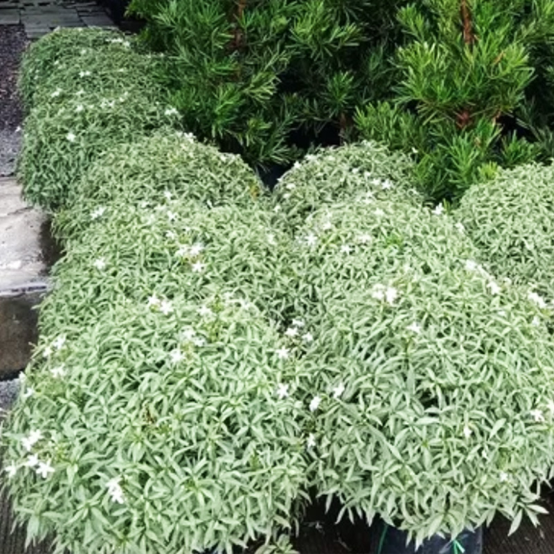 Variegated Supachok Gardenia