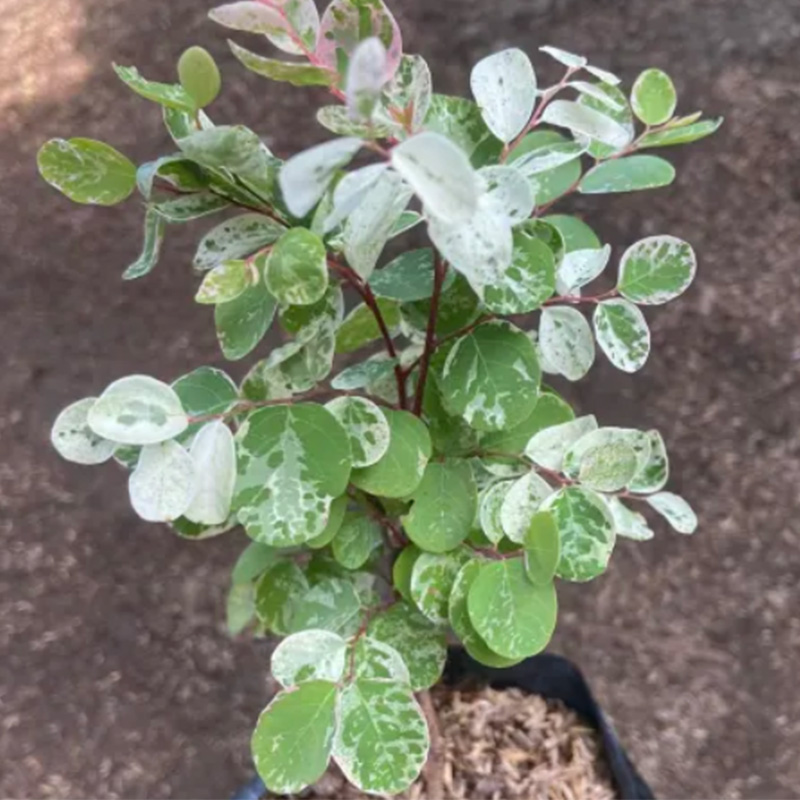 Yellow Variegated Snow Bush